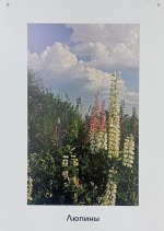 В каждой работе фотомастера - любовь